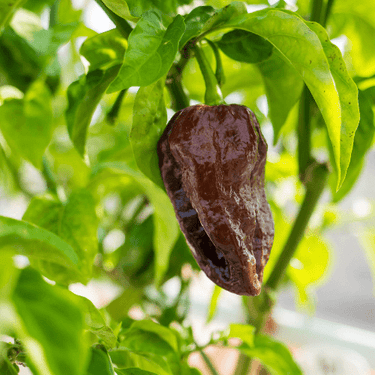 Abyss Chocolate Pepper Seeds - The Pepper Pantry (Formerly Marie Sharp's)